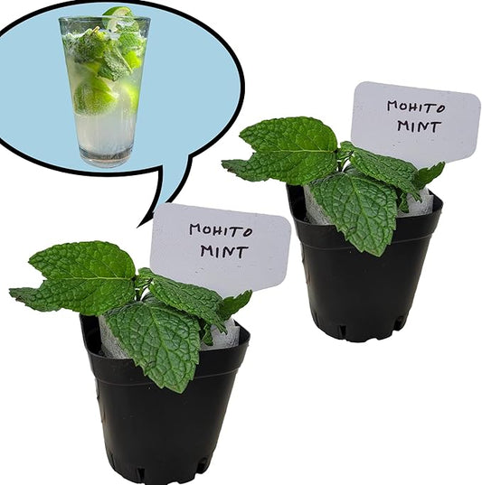 Generic Mojito Mint Plants. Live, Fragrant, Fresh, Edible. Easy Grow. Indoor/Outdoor. (2 mohito Mint Cups)
