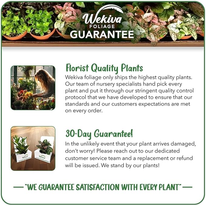 Lila Avocado Tree - Grafted - Live Plant in a 3 Gallon Growers Pot - Persea Americana - Beautiful Edible Fruit Bearing Tree for Patio and Garden