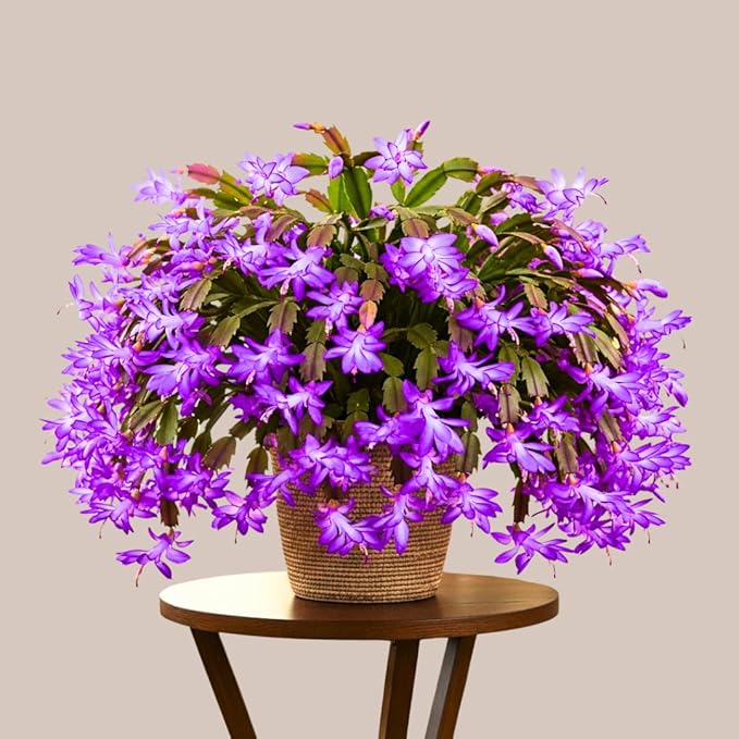 2 Christmas Cactus Plants Live, Starter Holiday Thanksgiving Cactus Plant for Indoor Outdoor Houseplants, Fasle Easter Cactus Plants Like, Cold Hardy, 5-9" in Tall, No Pot (Purple)