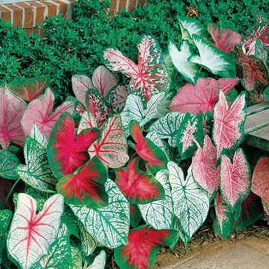 Bulk Mixed Caladium Bulbs for Planting - Perennial, Elephant Ears, Fancy (500 Bulbs)