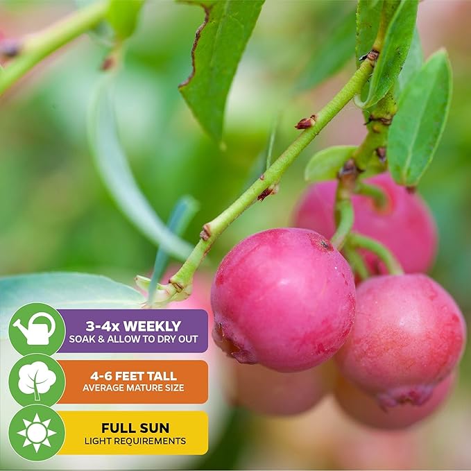 Pink Lemonade Blueberry Plant (Rabbiteye) – Vaccinium by Wellspring Gardens – Sweet Pink Fruit – Self-Pollinating – Live Edible Shrub – Great for Containers & Gardens (2-Pack)