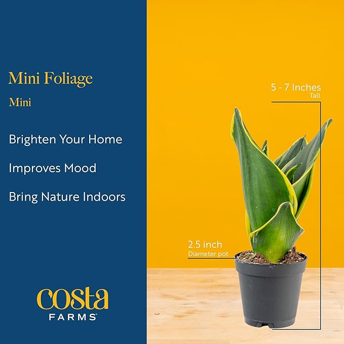 Costa Farms Live Mini Indoor Plants in Plastic Pots, Air Purifying Houseplants, Assorted Varieties, Home, Room, or Office Decor, House Warming or Birthday Gift, 4-6 Inches Tall, Pack of 20