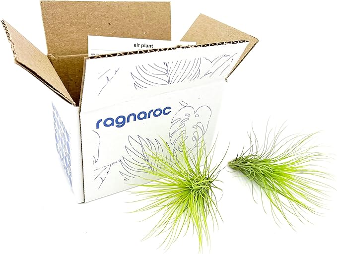 ragnaroc Air Plants - Tillandsia Andreana, Large 4-6" - 2ct - Live Arrival Gauranteed - House Plants for Home Decor & Gift