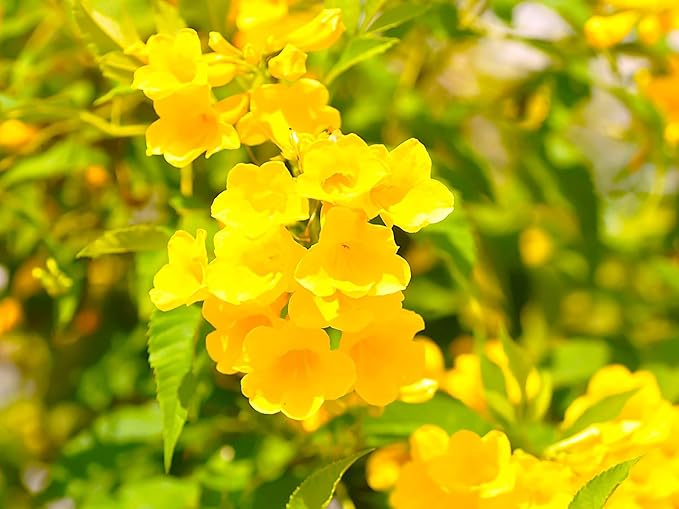 Greenwood Nursery: Live Perennial Plants - Yellow Trumpet Creeper Vine + Campsis Radicans - [Qty: 10x 3.5 Pots] - (Click for Other Available Plants/Quantities)