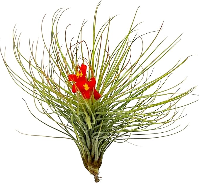 ragnaroc Air Plants - Tillandsia Andreana, Large 4-6" - 2ct - Live Arrival Gauranteed - House Plants for Home Decor & Gift