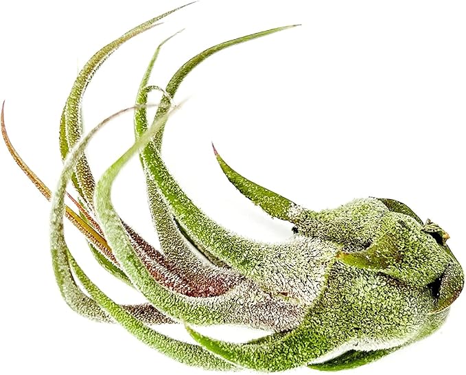 ragnaroc Air Plants - Tillandsia Pruinosa, Large 3-5" - 5ct - Live Arrival Guaranteed - House Plants for Home Decor & Gift