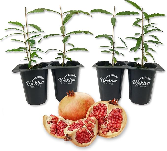 Azadi Pomegranate Tree - 4 Live Starter Plants - Edible Fruit Bearing Tree for The Patio and Garden