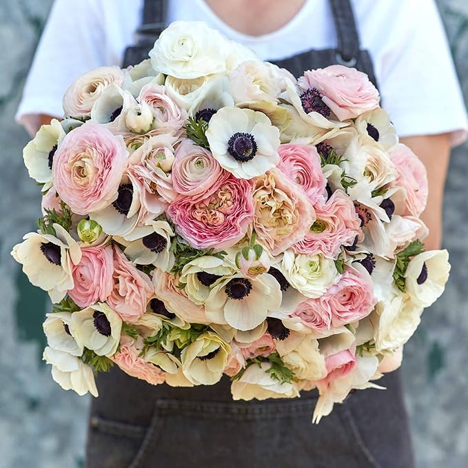 Eden Brothers Anemone & Ranunculus Bulbs - Paris in Spring Collection