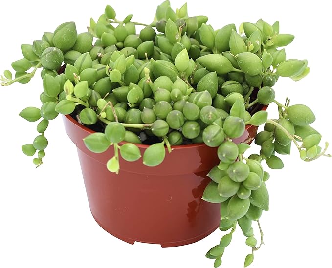 Live Succulent 4" String of Tears, Succulents Plants Live, Succulent Plants Fully Rooted, House Plant for Home Office Decoration, DIY Projects, Party Favor Gift by The Succulent Cult