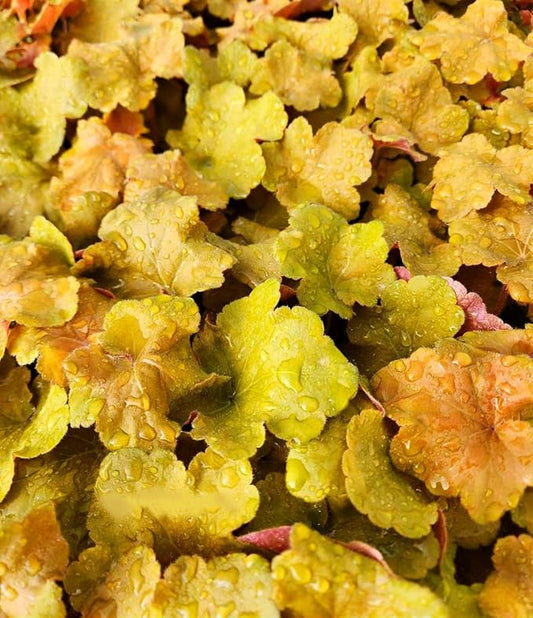 Greenwood Nursery: Live Perennial Plants - Caramel Heuchera + Coral Bells - [Qty: 2X Pint Pots] - (Click for Other Available Plants/Quantities)