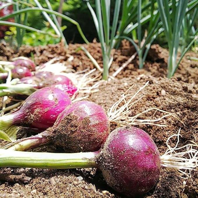 6 Walking Onion Bulbs for Planting, Easy-Grow Egyptian Onions, Big Onion Topset, Hardy Perennial Vegatable