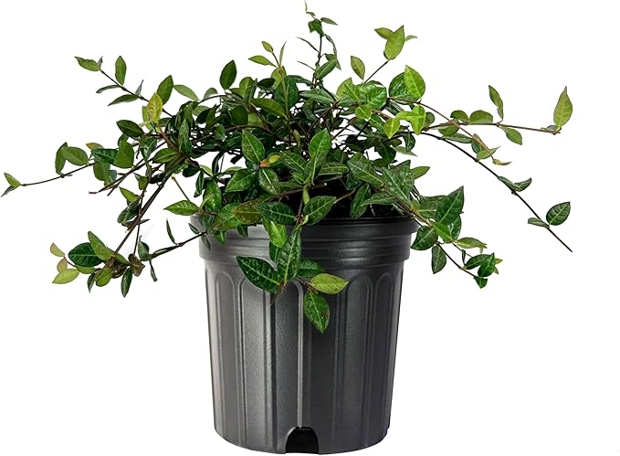 Asiatic Jasmine Minima | 1 Large Gallon Plant | Trachelospermum Asiaticum | Ground Cover, Fast Growing, Low Maintenance Evergreen, Cold Hardy, Drought Tolerant, Dense Growth, Landscaping