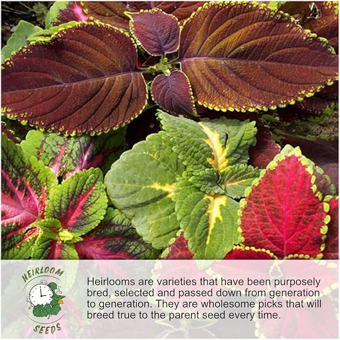 Seed Needs Nasturtium Seeds for Planting Jewel Blend - Heirloom Untreated & Open Pollinated Annual Wildflowers - Edible Mixed Flowers to Plant a Butterfly Garden (1 Pack)