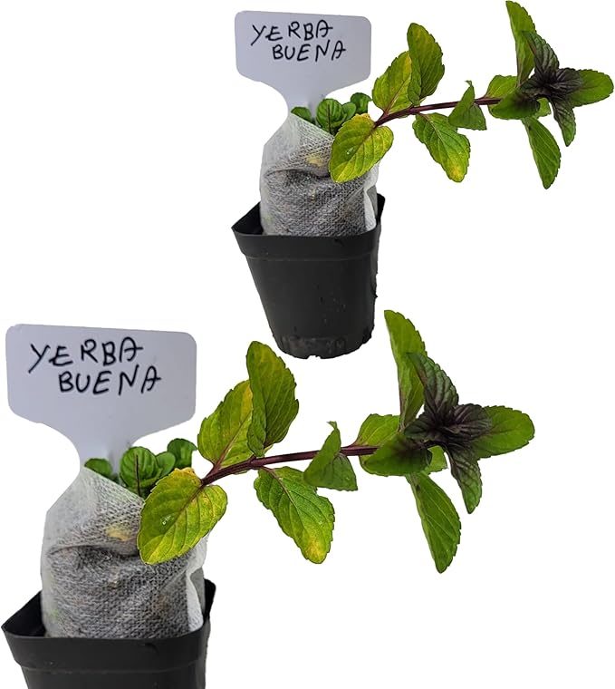 Yerba Buena Plants. Live, Fragrant, Fresh, Edible. Easy Grow. Indoor/Outdoor. (2 Yerba Mint Cups)