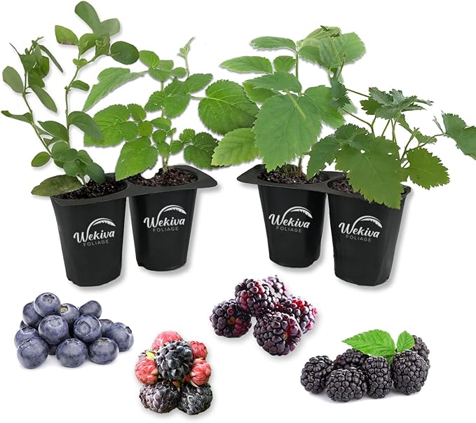 Berry Variety Pack - 4 Live Starter Plants - A Selection of Blueberry, BlackBerry, and Raspberry Varieties for Your Edible Garden