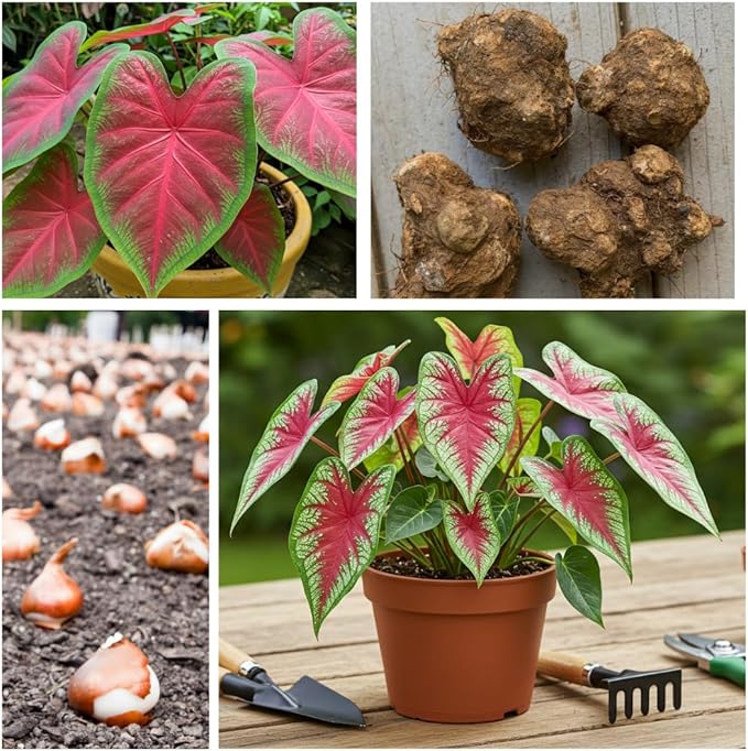Dragon Heart Caladium Bulbs for Planting - Perennial Hosta, Elephant Ears, Fancy (6 Bulbs)