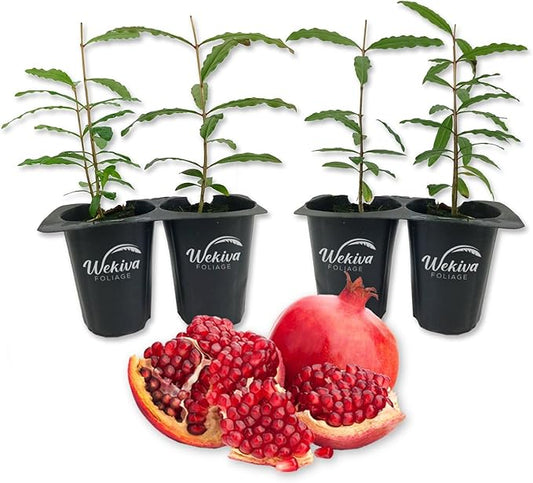 Afganski Pomegranate Tree - 4 Live Starter Plants - Edible Fruit Bearing Tree for The Patio and Garden
