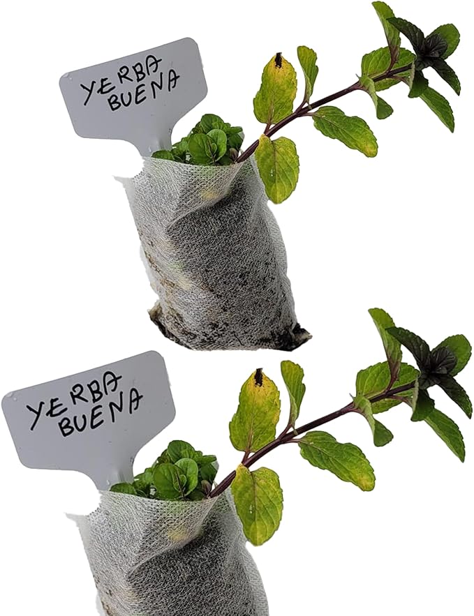 Yerba Buena Plants. Live, Fragrant, Fresh, Edible. Easy Grow. Indoor/Outdoor. (2 Yerba Mint sacs)