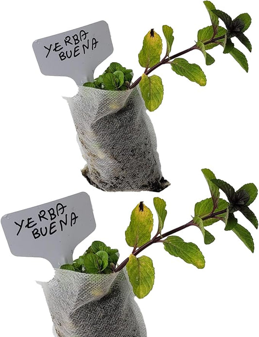Yerba Buena Plants. Live, Fragrant, Fresh, Edible. Easy Grow. Indoor/Outdoor. (2 Yerba Mint sacs)
