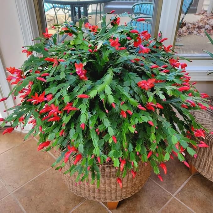2 Christmas Cactus Plants Live, Starter Holiday Thanksgiving Cactus Plant for Indoor Outdoor Houseplants, Fasle Easter Cactus Plants Like, Cold Hardy, 5-9" in Tall, No Pot (Red)