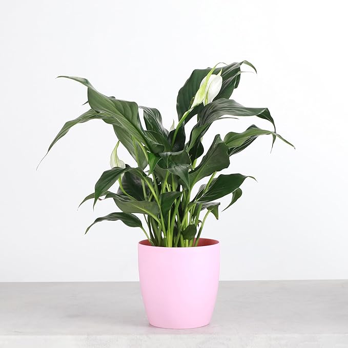 Thorsen's Greenhouse Live Peace Lily Plant, Spathyphylum, Low Light, Natural Air Purifier Live Indoor Plant, 4" Diameter Pot (Blush, 4-inch Pot)