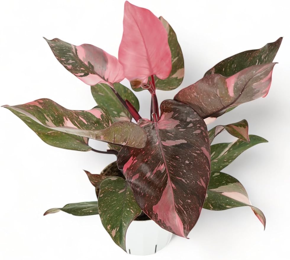 Philodendron Princess Package - Two Live Plants - Indoor Houseplants - Philodendron Pink Princess, White Princess, Elegant Plants Live Houseplants