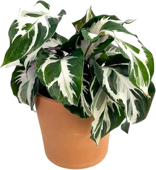 CoollectivePlants Calathea Stella – Live Calathea Plant in 4″ Grower’s Pot, Low Maintenance Indoor Houseplant, Includes UniHeat Pack for Winter Protection