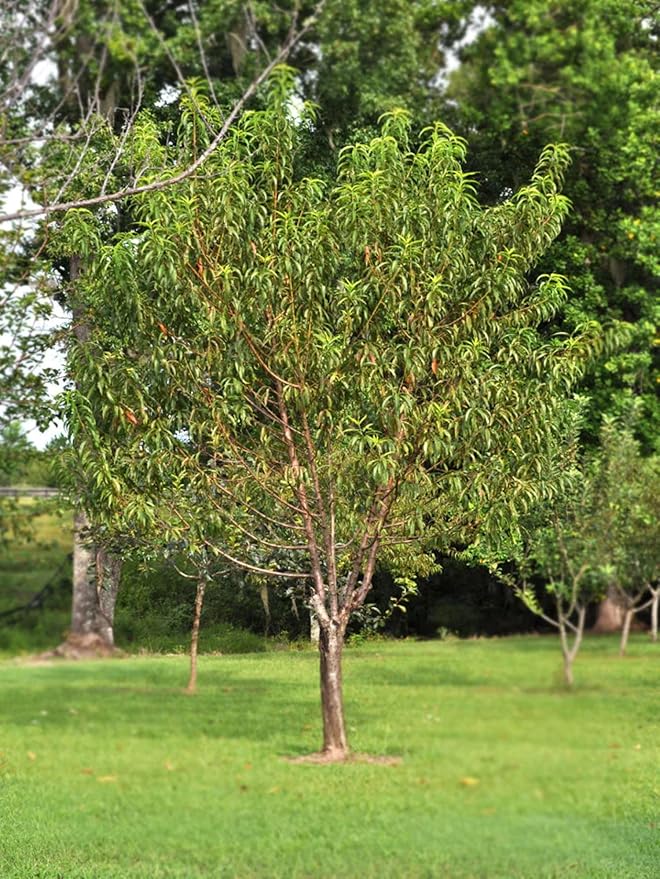 American Plant Exchange Peach Tree 'Belle of Georgia' – 5-Gallon Pot – Live Fruit-Bearing Tree, Cold-Hardy, Sweet & Juicy White Peach Harvest for Home Orchards, Gardens & Edible Landscapes