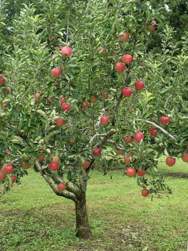 TriStar Plants - Pink Lady Apple Tree, 1 Gallon Pot - Healthy Established Roots, Young Easy Tree, Edible Fruit, Semi-Dwarf, Crisp Apple.