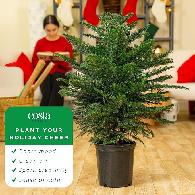 Costa Farms Live Christmas Tree, Large Norfolk Island Pine Live Plant in Plastic Pot, Indoor Houseplant, Seasonal Holiday Room or Office Decor, House Warming Gift, 3-4 Feet Tall