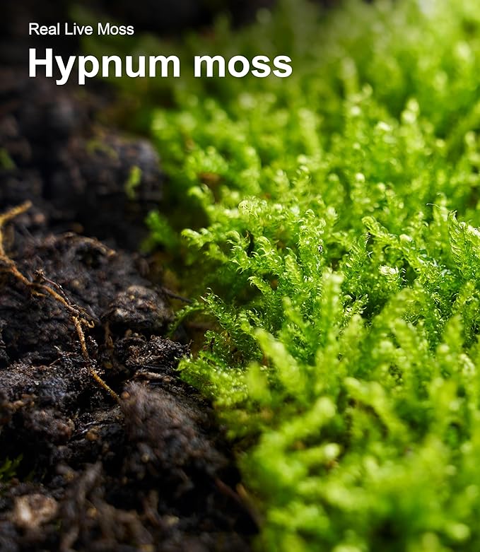 Live Moss – Hypnum Moss (3 Sheets, Each Approx. 3.5"x7") for Terrariums, Fairy Gardens, Bonsai & Natural Plant Decor – Naturally Grown, Reusable, Not Artificial