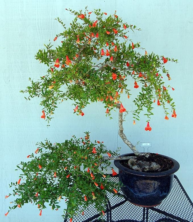 Dwarf Pomegranate Plant- Punica - Bonsai/Houseplant/Outdoors - Edible - 2.5" Pot