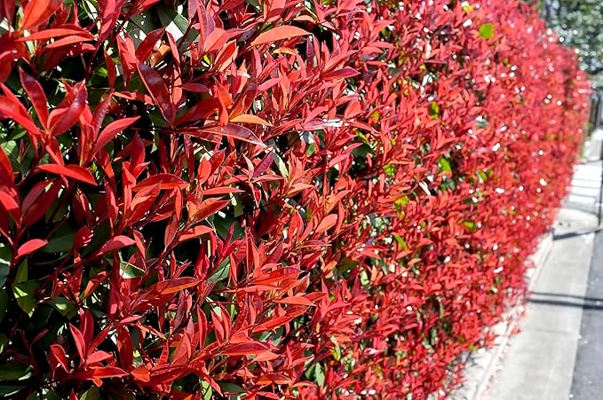 Red Tip | 60 Live Plants | Photinia Fraseri | Evergreen Shrub, Fast Growing Privacy Hedge, Year-Round Color, Low Maintenance, Ornamental Foliage, Ideal for Landscaping, Dense Growth