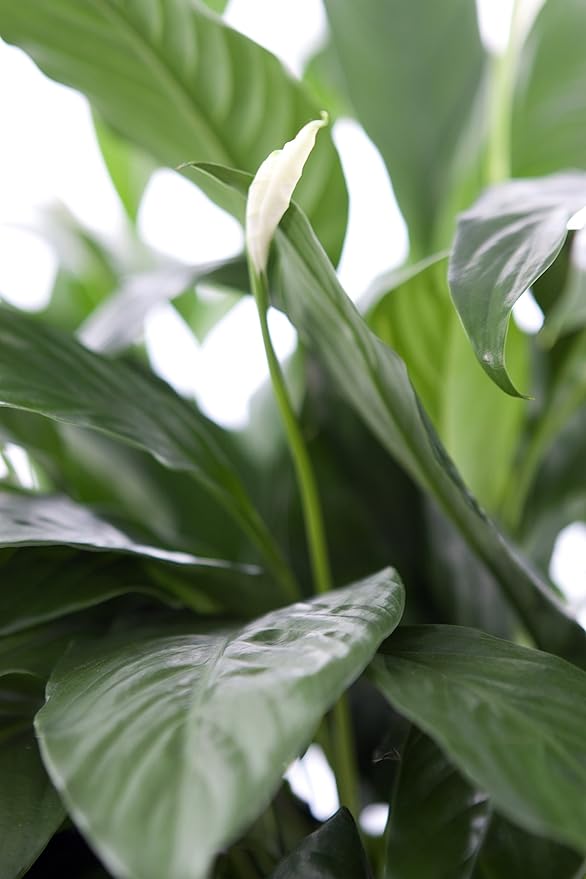 KaBloom Flowers - Large Purifying Peace Lily, Burlap Pot Cover - Gift for Birthday, Sympathy, Anniversary, Get Well, Thank You, Valentine, Mother’s Day Fresh Flowers