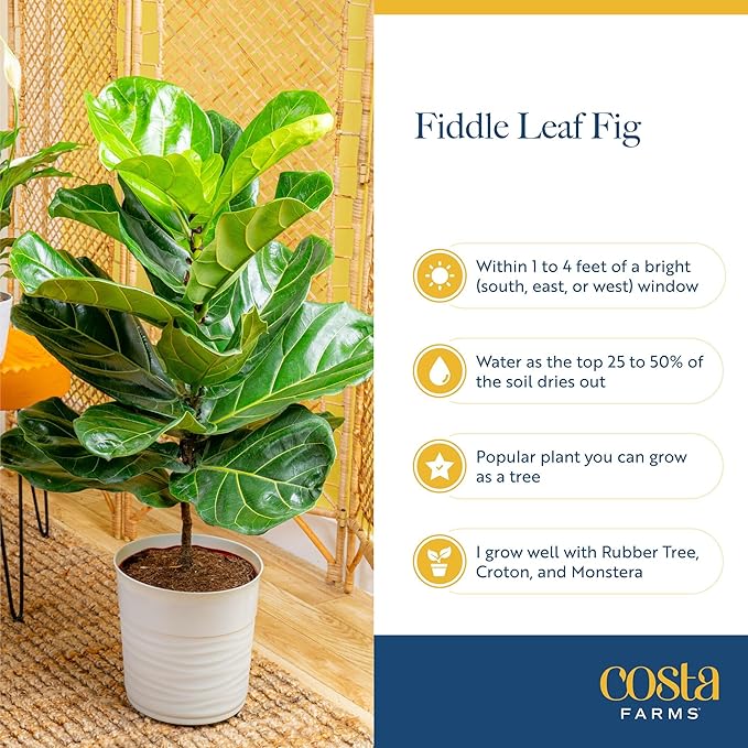 Costa Farms Fiddle Leaf Fig Tree Live Plant in Decorative Pot, Large Indoor Houseplant, Perfect for Home, Room, or Office Decor, Great House Warming or Birthday Gift, 3-4 Feet Tall