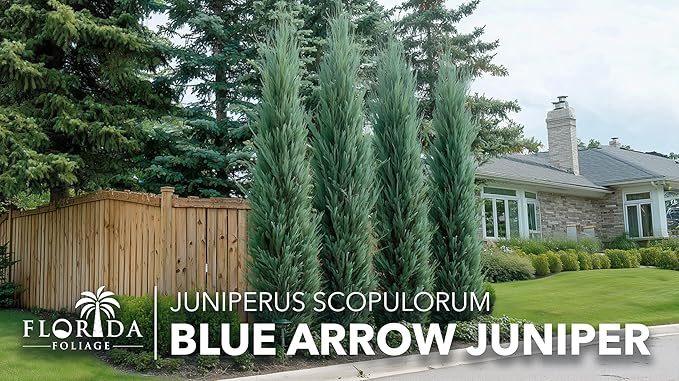 Blue Arrow Juniper | 20 Live Plants | Juniperus Scopulorum | Fast Growing Privacy Screen, Outdoor Evergreen Shrub, Narrow Columnar Shape, Low Maintenance Landscape, Drought Tolerant
