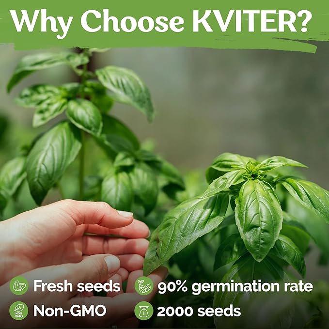 KVITER 2000 Italian Basil Seeds for Planting (Ocimum basilicum) - Sweet Genovese Basil, Heirloom & Non GMO, Classic Pesto Flavor - Herb Seeds to Plant in Containers, Outdoor & Indoor Herb Garden