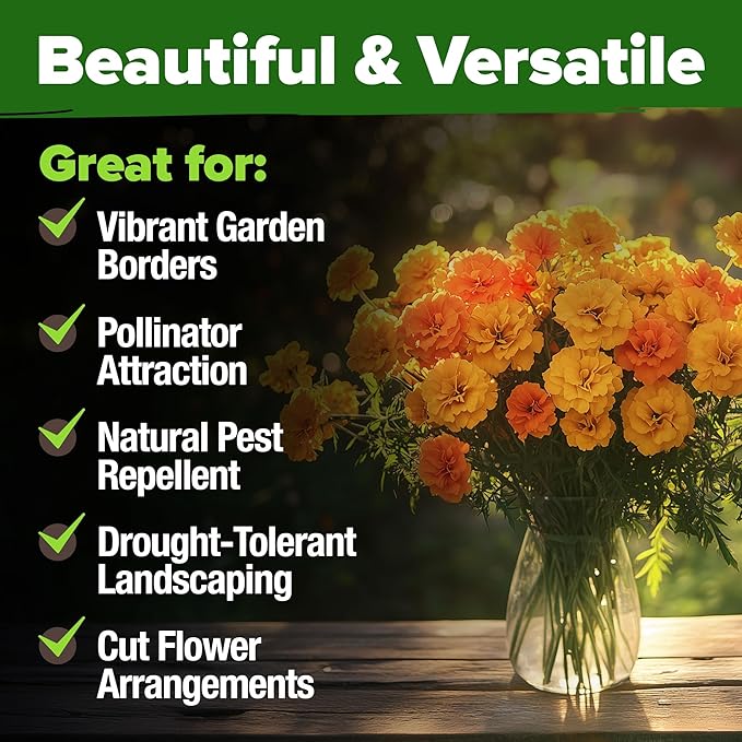 HOME GROWN Marigold Seeds Bulk Mix - 5600+𝗡𝗢𝗡-𝗚𝗠𝗢,𝗨𝗦𝗔 Crackerjack Marigold Flower Seeds for Planting Outdoors -Flowers Seed for Companion Planting -Wildflower African Marigold(Tagetes erecta)