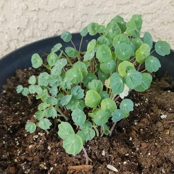 Seed Needs Nasturtium Seeds Black Velvet Variety | 350+ Seeds Tropaeolum Minus Annual Flower Seed | Edible Flowers Deep Red Color Prolific Blooms | Nasturtiums Flowering Seed Garden Favorite | Bulk