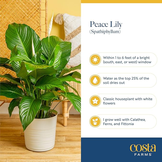 Costa Farms Peace Lily Live Plant in Decorative Plant Pot, Air Purifying Flowering Indoor Houseplant, Perfect for Home, Room, or Office Decor, Great House Warming or Birthday Gift, 14-24 Inches Tall