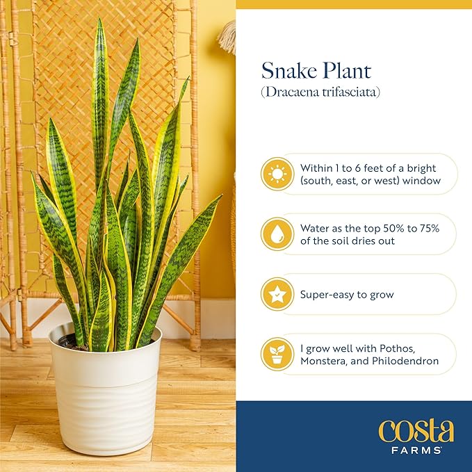 Costa Farms Snake Plant, Sansevieria Live Plant in Decorative Pot, Easy to Maintain, Air Purifying Succulent Indoor Houseplant, Assorted Variety, Home, Room, or Office Décor, 8-12 Inches Tall