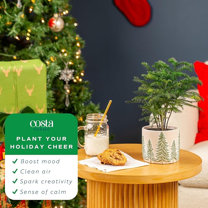 Costa Farms Norfolk Island Pine, Live Christmas Tree Plant in Holiday Decorative Plant Pot, Includes Decoration, Indoor Houseplant, Home, Room, or Office Decor, Christmas Gift, 10-14 Inches Tall
