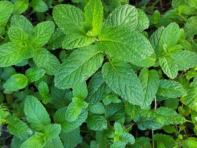 Chocolate+Mohito Mint Plants. Live, Fragrant, Fresh, Edible. Easy Grow. Indoor/Outdoor. (Choc+Mohito Mint Bags)