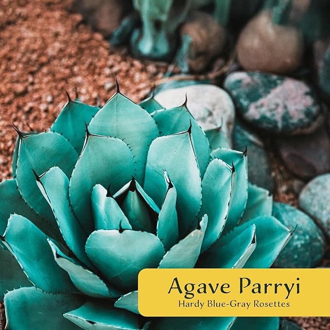 6 Agave Parryi | Live Succulents in 2.5-inch Nursery Cubes | Agave Parryi -truncata Variety | Easy-Care Drought-Tolerant Succulent | Featuring Striking Blue-Gray Compact Leaves for Xeriscapes and Home