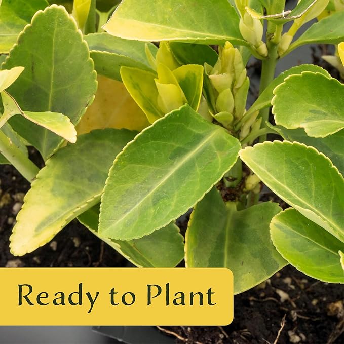 12 Golden Euonymus Shrubs | Live Plants in 2.5-inch Nursery Cubes | Japonica ‘Aureo-Marginatus’ Variety | Easy-Care Evergreen | Variegated Yellow-Green Foliage | Hedges & Shrubs for Home & Garden