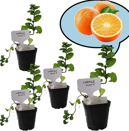Orange Mint Plants. Share/Gift for Family and Friends. Live, Fragrant, Fresh, Edible. Easy Grow. Indoor/Outdoor. (4 Mint Cups)