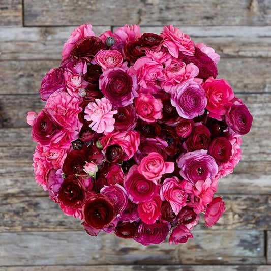 Ranunculus Bulbs - Vineyard Mix - 40 Bulbs - Mixed Flower Bulbs, Corm Attracts Bees, Attracts Pollinators, Easy to Maintain & Grow, Fragrant, Container Garden