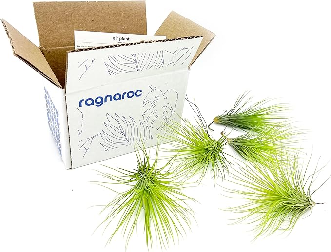 ragnaroc Air Plants - Tillandsia Andreana, Large 4-6" - 5ct - Live Arrival Gauranteed - House Plants for Home Decor & Gift