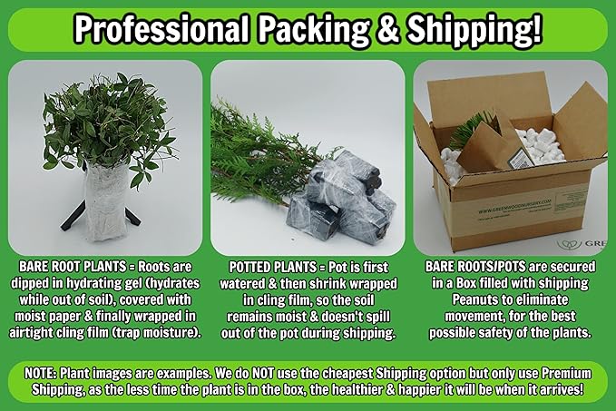 Greenwood Nursery: Live Perennial Plants - 'Red Fox' Spiked Speedwell + Veronica Spicata - [Qty: 10x Pint Pots] - (Click for Other Available Plants/Quantities)