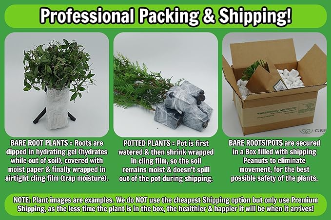 Greenwood Nursery: Live Perennial Plants - Vera Lavender + Lavandula Angustifolia - [Qty: 5X Pint Pots] - (Click for Other Available Plants/Quantities)